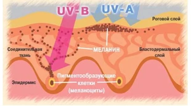 UV-лучи провоцируют рак кожи.